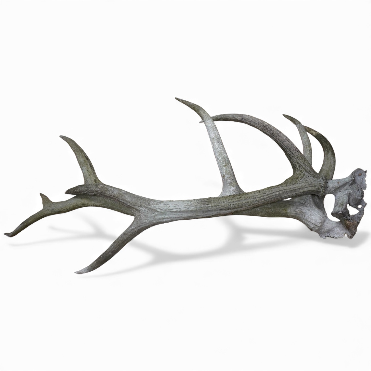 Two deer antlers, one with three points, approximately 84cm, the other with six points, approximately 104cm